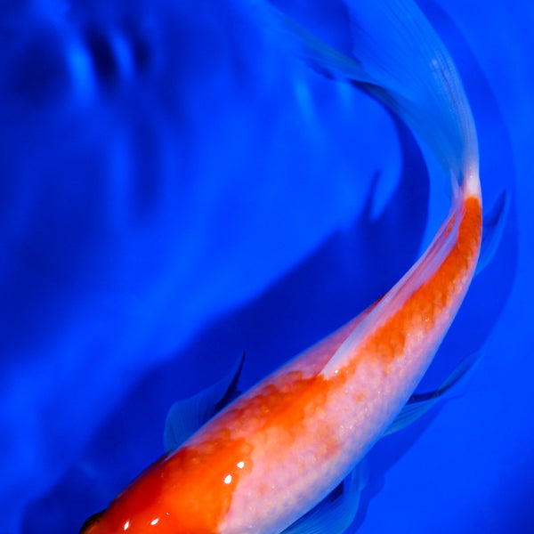 kohaku 15.5