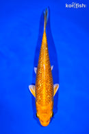 7" GINRIN ORENJI OGON