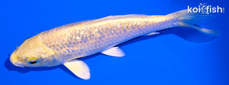 5" GINRIN YAMABUKI OGON