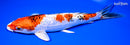 8" GINRIN YAMATO NISHIKI