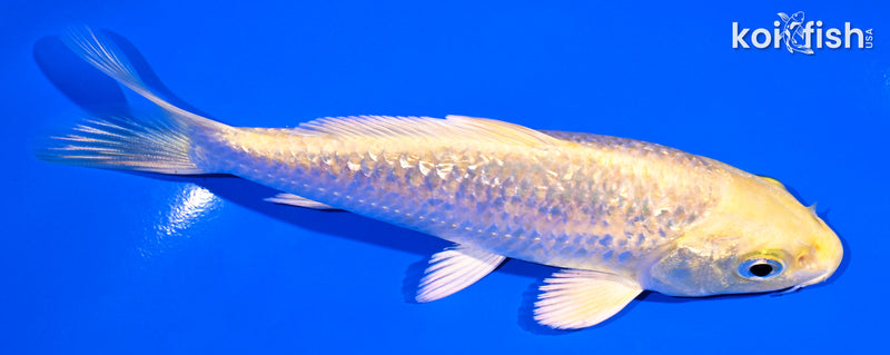 5" GINRIN YAMABUKI OGON