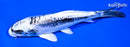 6.75" KIKOKURYU