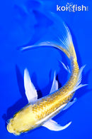 5.5" GINRIN YAMABUKI OGON BUTTERFLY