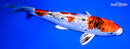 8" GINRIN YAMATO NISHIKI