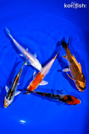 PACK OF (5) 4-5" STANDARD KOI