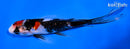 5.5" SHOWA BUTTERFLY