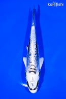 6.75" KIKOKURYU