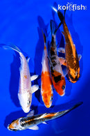 PACK OF (5) 4-5" STANDARD KOI