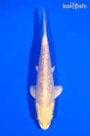 5" GINRIN YAMABUKI OGON