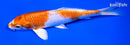 7.25" HARIWAKE