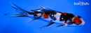 5.5" SHOWA BUTTERFLY