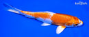 7.25" HARIWAKE