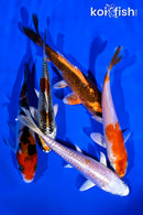 PACK OF (5) 4-5" STANDARD KOI