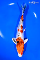 8" GINRIN YAMATO NISHIKI