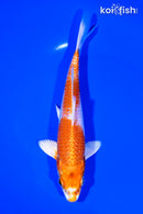 7.25" HARIWAKE