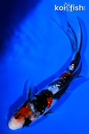 5.5" SHOWA BUTTERFLY