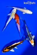 PACK OF (5) 4-5" STANDARD KOI