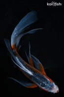 8.25" ASAGI BUTTERFLY