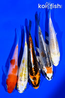 PACK OF (5) 4-5" STANDARD KOI