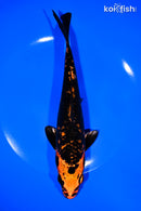 8.25" KIN ORENJI BEKKO