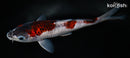 8.25" GOROMO