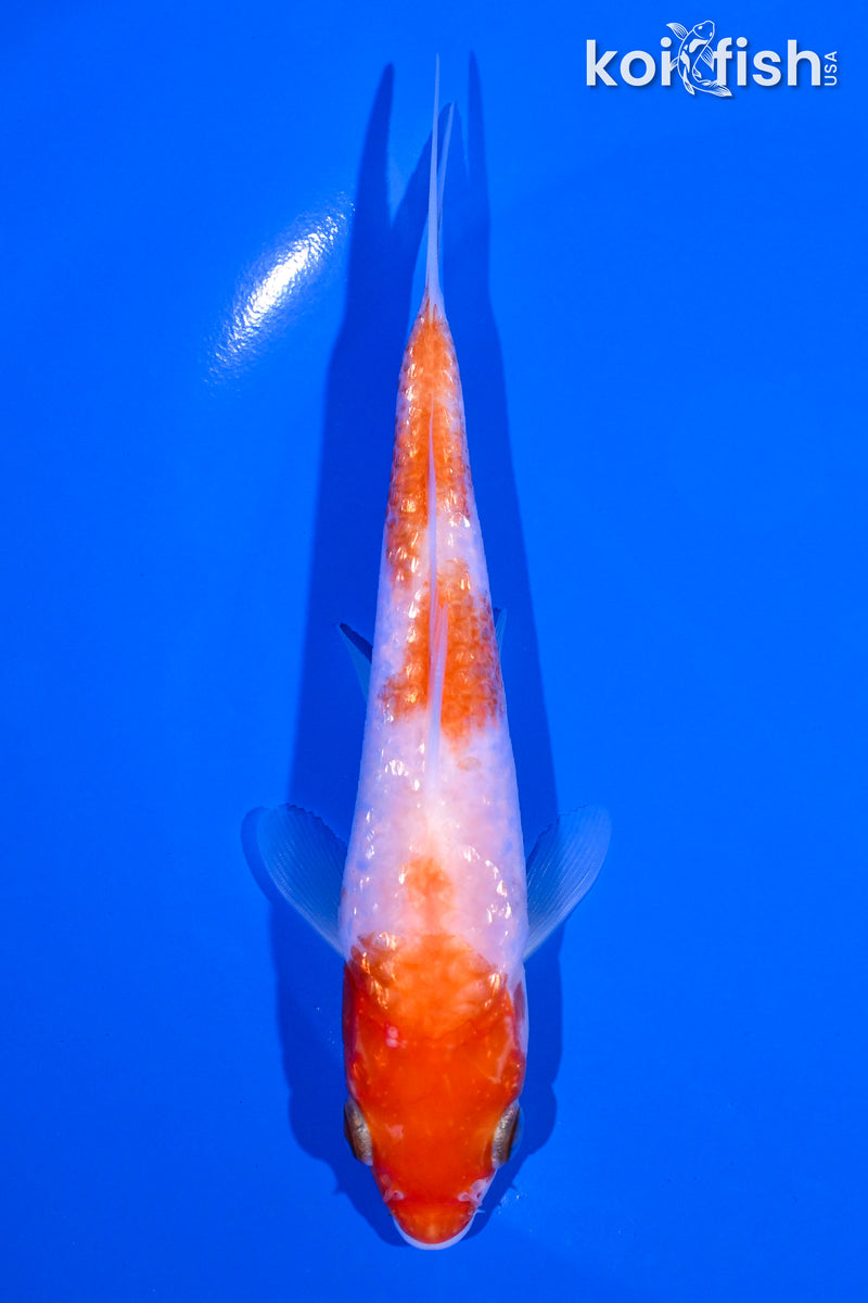 5.75" GINRIN KOHAKU