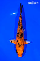 7" KIN ORENJI BEKKO
