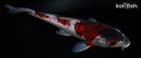 8.25" GOROMO