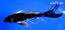 5.5" DOITSU KABUTO BUTTERFLY