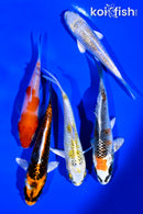 PACK OF (5) 4-5" STANDARD KOI