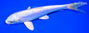 7" DOITSU PLATINUM OGON