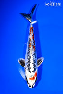 7.5" BENI KIKOKURYU