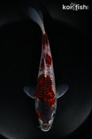 8.25" GOROMO