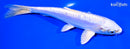7" DOITSU PLATINUM OGON