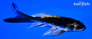 5.5" DOITSU KABUTO BUTTERFLY