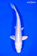 7" DOITSU PLATINUM OGON