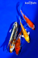 PACK OF (5) 4-5" STANDARD KOI