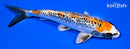 6.5" BENI GINGA
