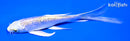 6.25" GINRIN LEMON HARIWAKE BUTTERFLY