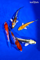 PACK OF (5) 4-5" STANDARD KOI