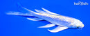 6.25" GINRIN LEMON HARIWAKE BUTTERFLY