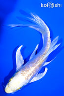 6.25" GINRIN LEMON HARIWAKE BUTTERFLY
