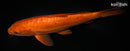 10.25" DOITSU CHAGOI