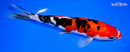 8" DOITSU SANKE