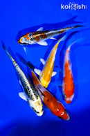 PACK OF (5) 4-5" STANDARD KOI