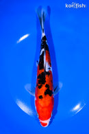 8" DOITSU SANKE