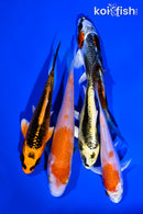 PACK OF (5) 4-5" STANDARD KOI
