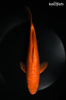 10.25" DOITSU CHAGOI