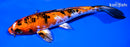 7.25" YAMATO NISHIKI