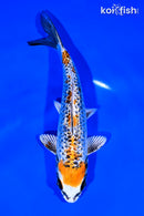 6.5" BENI GINGA
